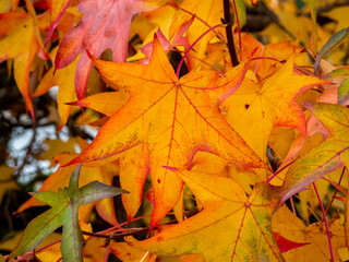 Selective focus of liquidambar (sweetgum tree) leafs in autumn with blurred background - autumnal background