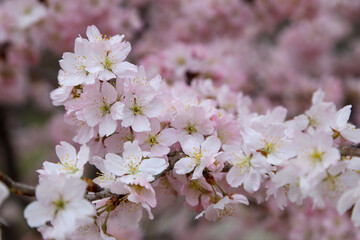 ホソイザクラのかわいい花