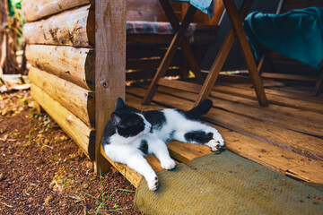 Młoda białoczarna kotka leżąca przed drewnianym domkiem letniskowym.