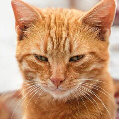 portrait of a nice cat