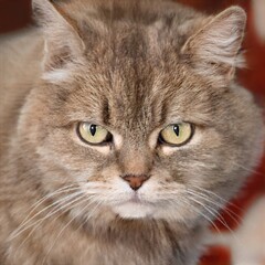 portrait of a nice cat