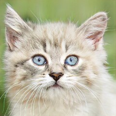 portrait of a nice cat