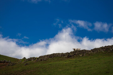 Fototapeta na wymiar Krowa na wzniesieniu w oddali, krajobraz wiejski, słoneczny letni dzień.
