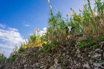 Ciekawska krowa zagląda przez wysokie trzciny. Piękny słoneczny dzień. Ujęcie z dołu.  © Aneta
