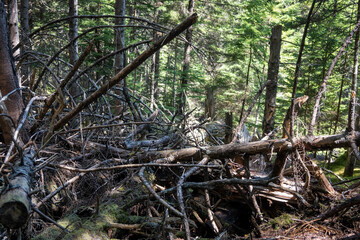 Trip to Acadia National Park 2021