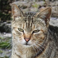 portrait of a nice cat