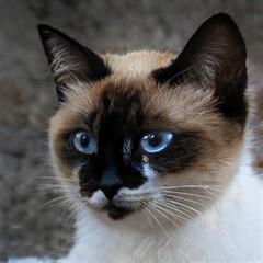 portrait of a nice cat