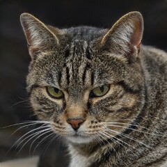 portrait of a nice cat