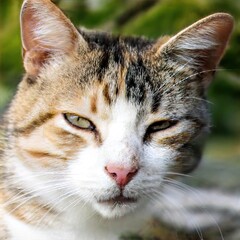 portrait of a nice cat