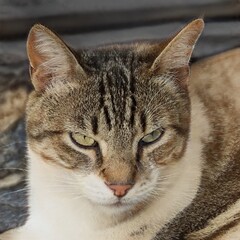 portrait of a nice cat