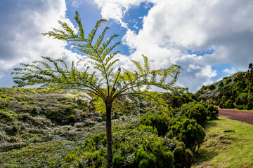 Fototapeta na wymiar Wydobywające się opary siarki, pieszy szlak po polach siarkowych, Furnas De Enxofre, Terceira, Azores, Portugalia