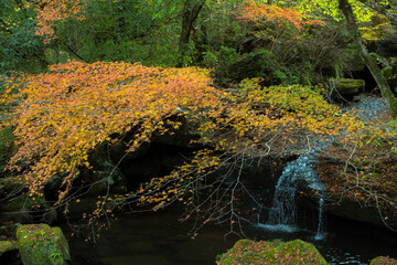 山中渓谷の紅葉