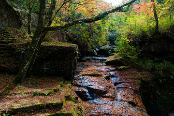 山中渓谷の紅葉