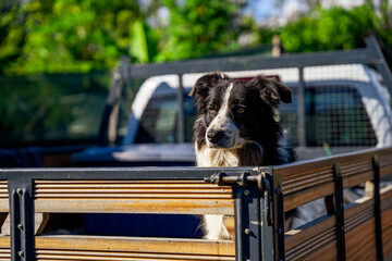 Border collie, pies siedzący przy tylnej burcie samochodu dostawczego.