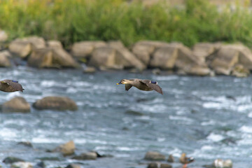 飛翔するカモ