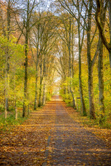 Beautiful autumn background with pathway through the forest