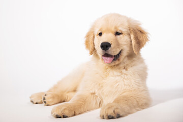 10 week old golden retriever puppy dog portrait on seamless white background. Cute fluffy puppy is smiling with his tongue sticking out.