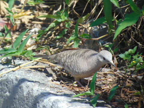 Columba inca running 