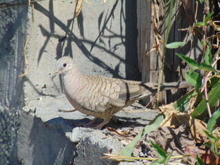 pigeon on a fence