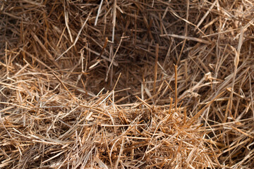 texture of dry sraw natural background