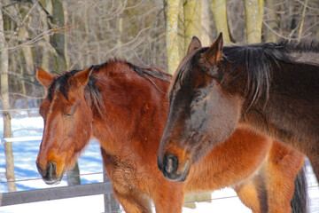 Closeup of two dark horses sleeping outdoors, standing up in paddock, with trees and fence in...