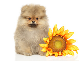 Obraz premium Pomeranian puppy sits near a sunflower