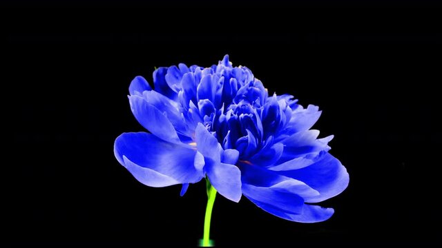 Timelapse of spectacular beautiful blue peony flower blooming on black background. Blooming peony flower open, time lapse, close-up. Easter, birthday, spring, Valentine's day, holidays concept. 4k