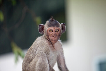Fototapeta premium 可愛いサル