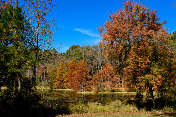 Fototapeta premium Fall Foliage-DFSP-3281
