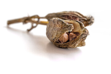 Ripe iris seeds. Scattered on the surface of the table. Space for text. Concept: garden and vegetable garden products, advertising, biology, website design and social networks. 