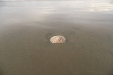 Sand dollar washes ashore on the beach of Cox Bay in Tofino, British Columbia, Canada