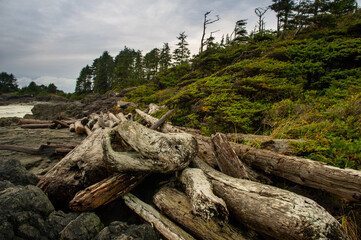 Fototapeta premium Logs and driftwood on Cox Bay beach in Tofino. Pacific Ocean. British Columbia, Canada
