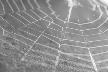 spiderweb black and white