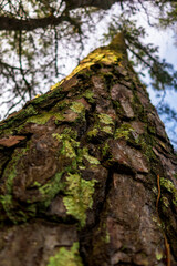 Moss growing on the bark of a pine tree
