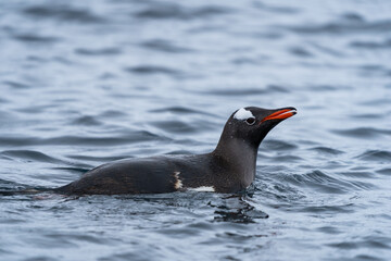 Swimming Gentoo Penguin in Antarctica