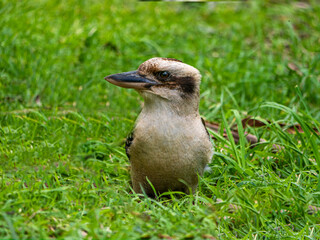 Grounded Kookaburra