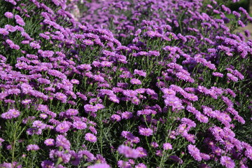 食用菊 山形の郷土料理食材 ／ 山形県庄内地方で栽培中の食用菊です。花そのものを食べるために生産されている食用菊は、山形が第１位で全体の６割を占めています。