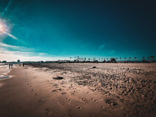 Blue sky and palm trees beach landscape