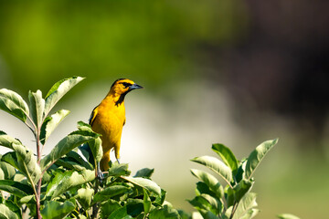 Naklejka premium Adult male Bullock's oriole perched in a tree
