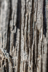 Wood Macro