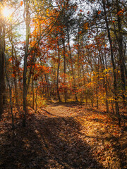 Bright sunlit dirt road in the dark woods in autumn.