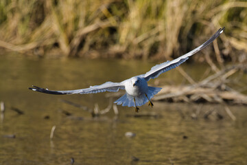 White Rock Lake, Dallas, Texas
