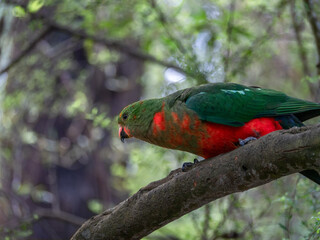Female King Parrot