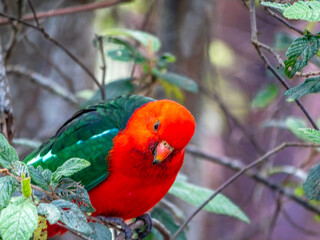 King Parrot Close