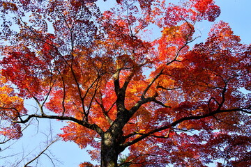 宮島の紅葉