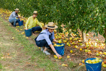 Farmers collect fallen apples for juice. High quality photo