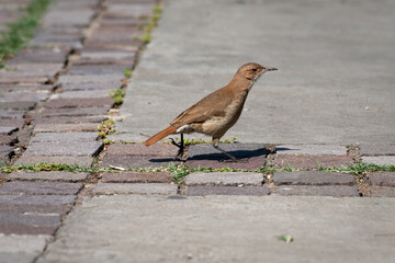 Small brown bird on the ground of a street in the city