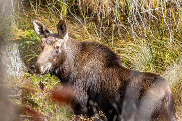 Moose in Algonquin