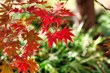 A beautiful red Japanese maple tree in the fall.