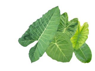 Obraz premium set of Green Taro isolated on white background clipping path